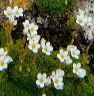 Skalnica 5