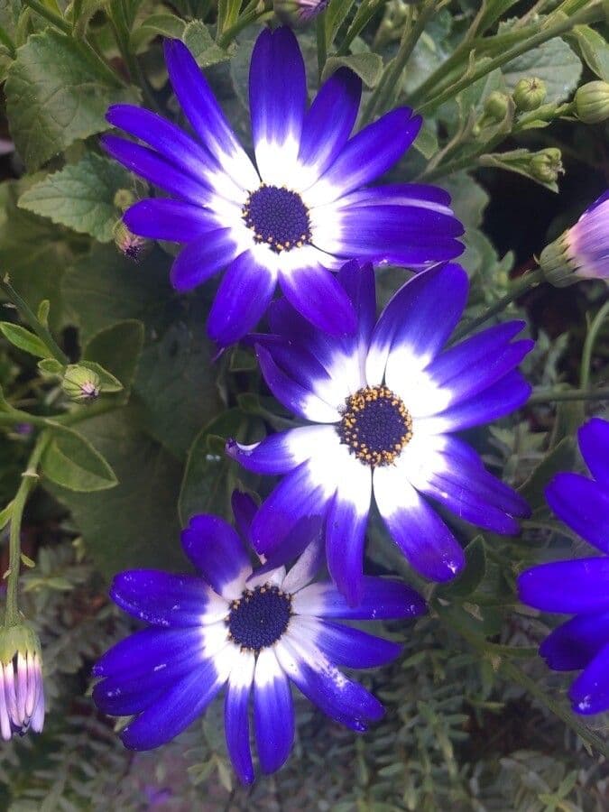 Pericallis 6