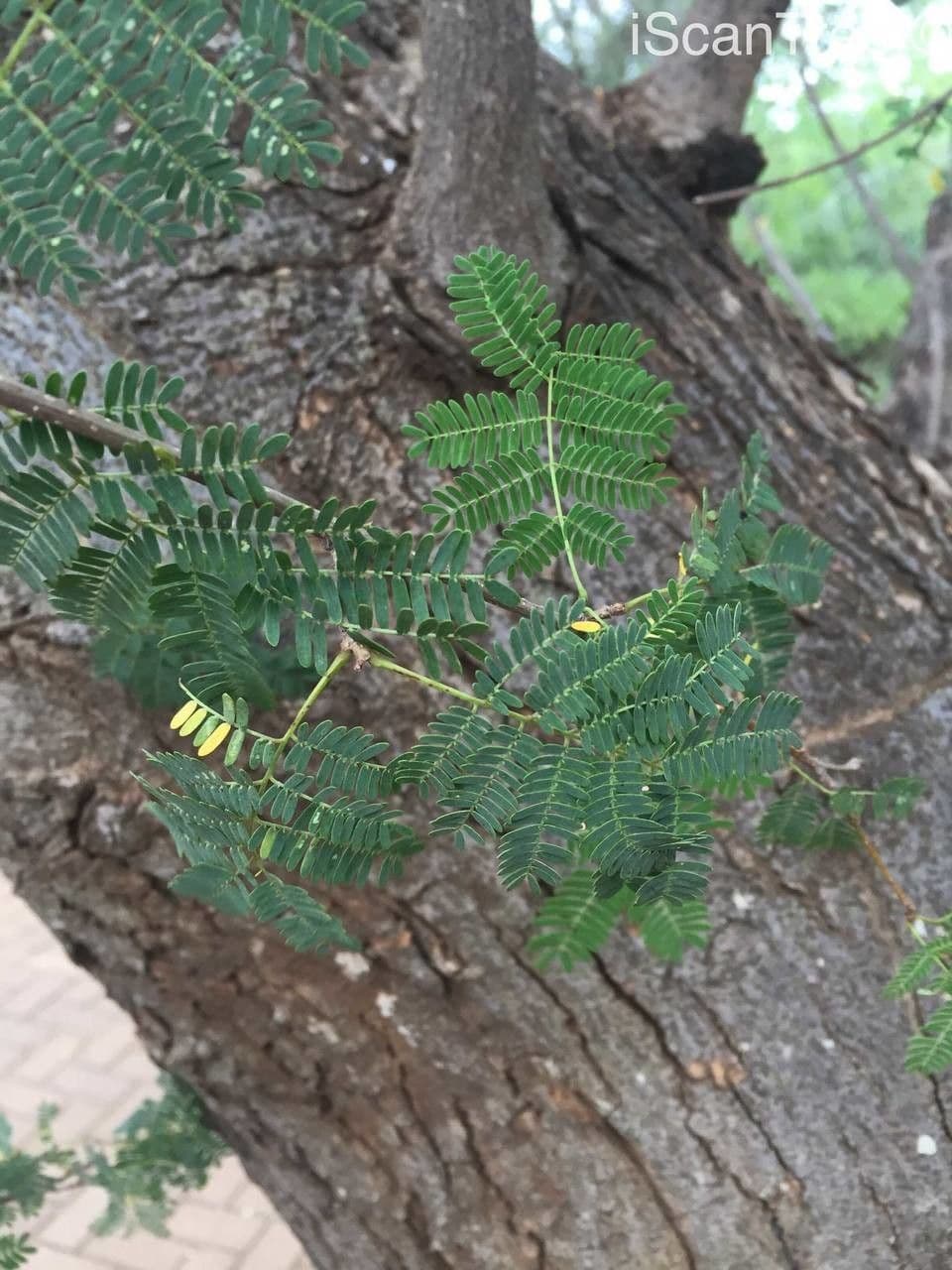 Albizia 8