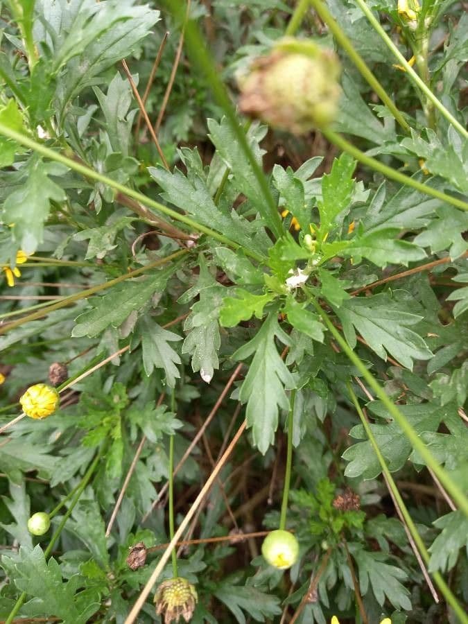 Gold-Euryops 13