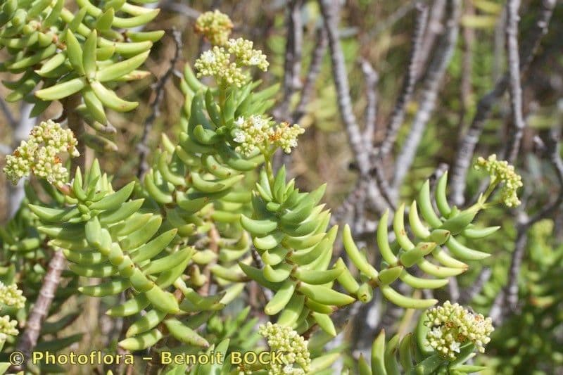 Crassula tetragona 22
