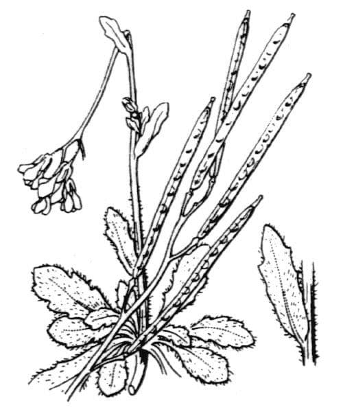 Arabis scabra 21