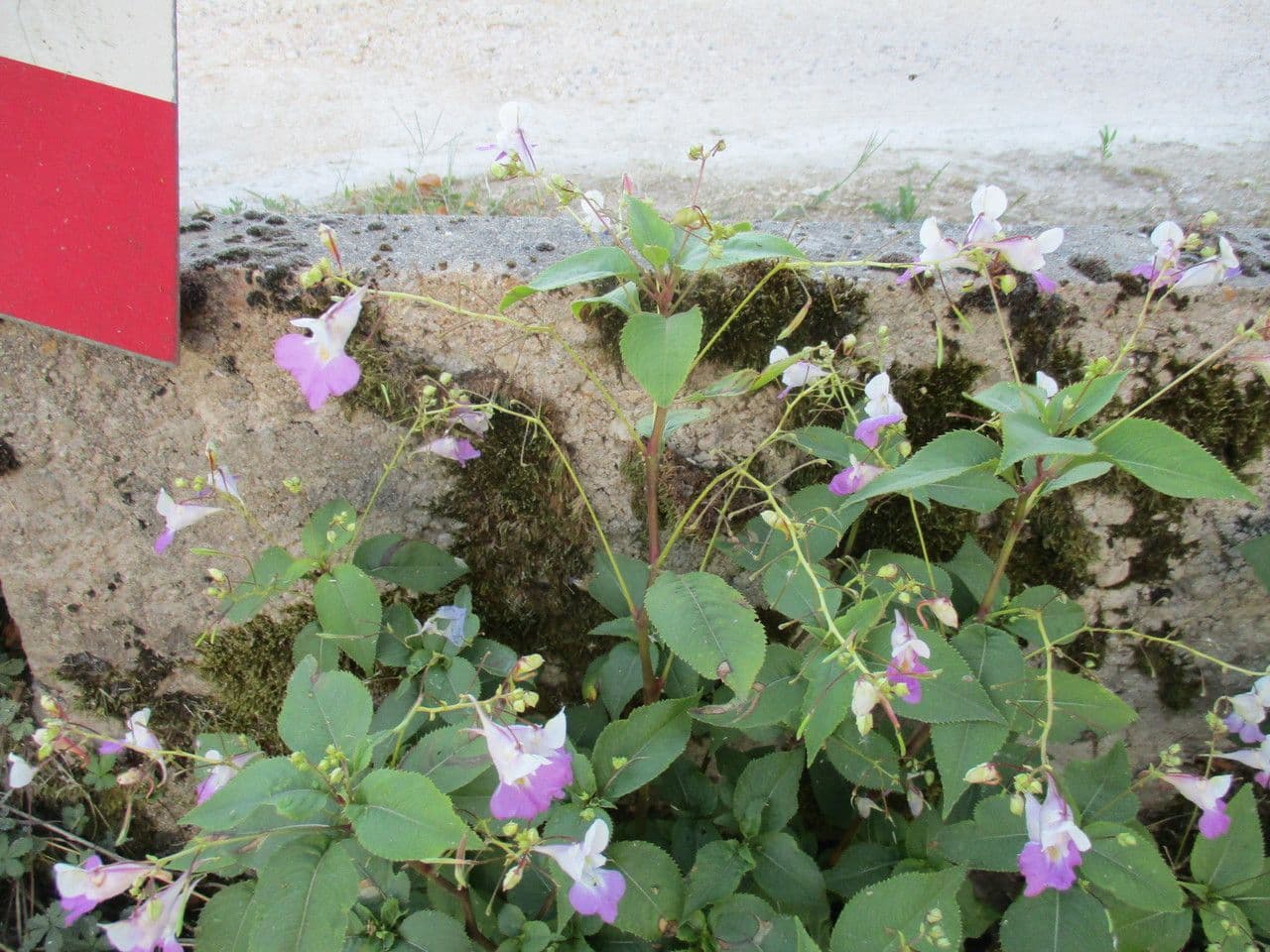 Balsamina di Balfour 11