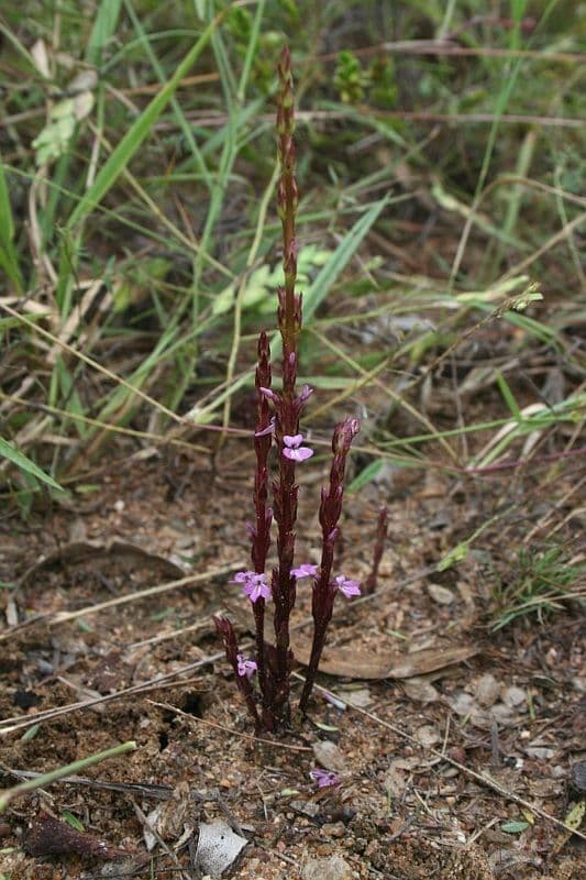 Striga gesnerioides 8