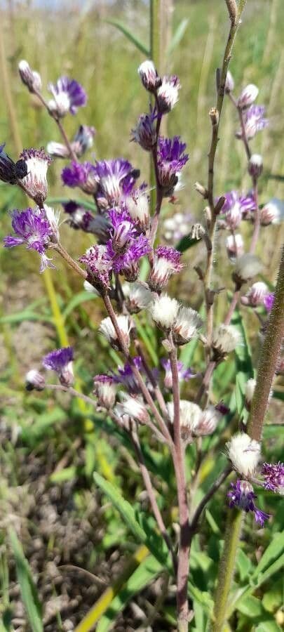 Vernonia 3