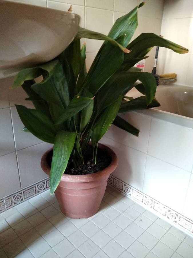 Schusterpalme 5