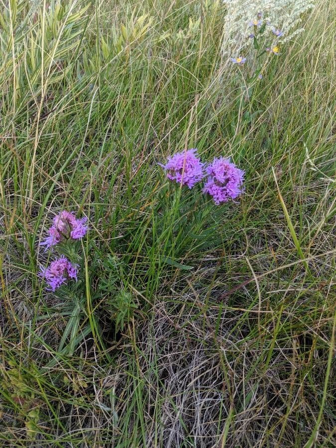 Liatris punctata 3