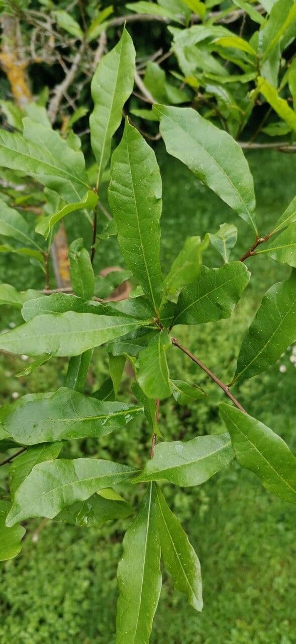 Quercia