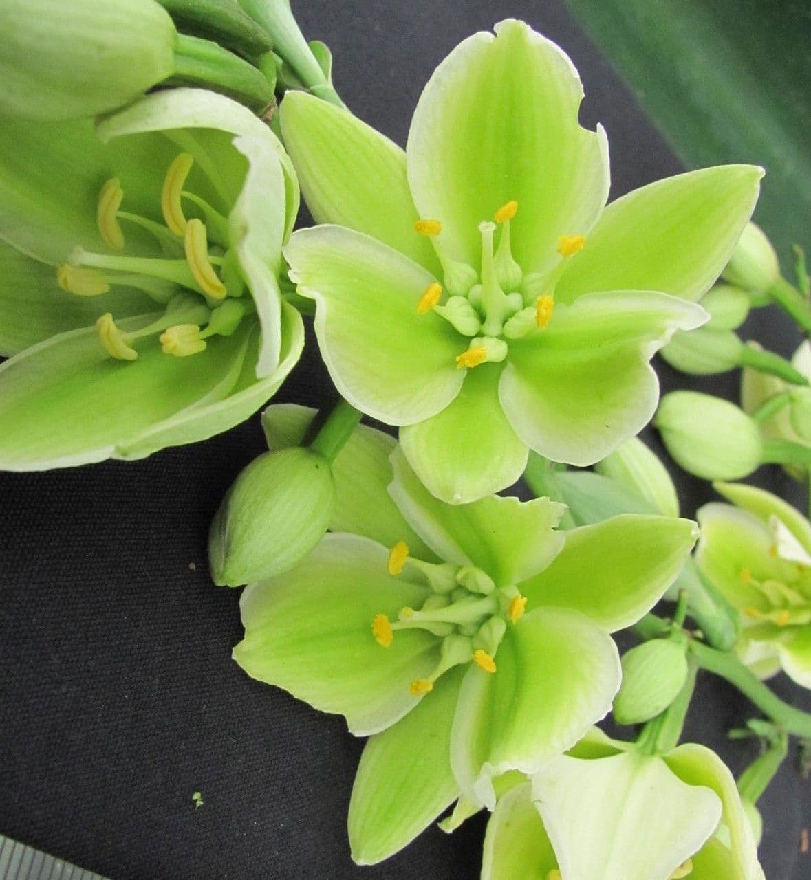 Agave 13