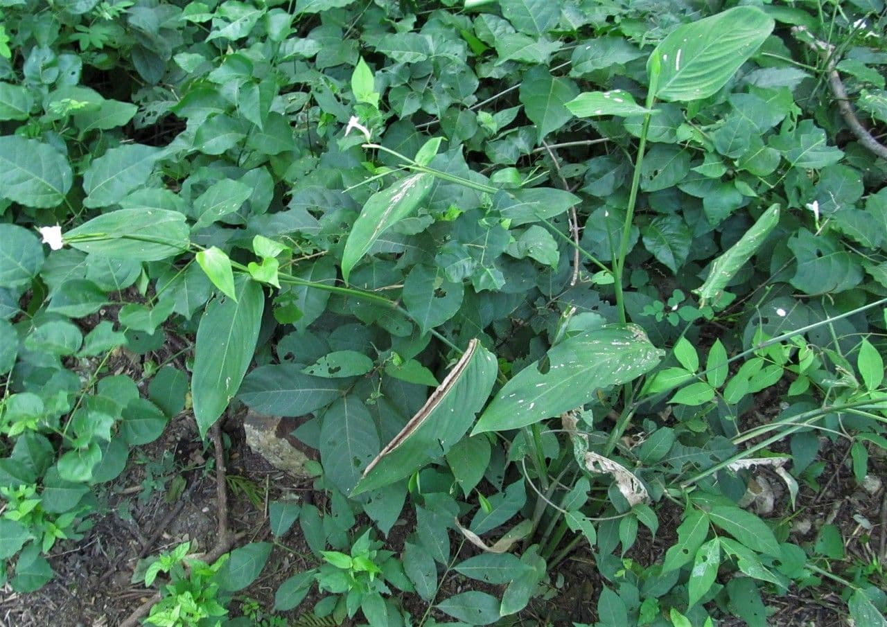 Maranta 10