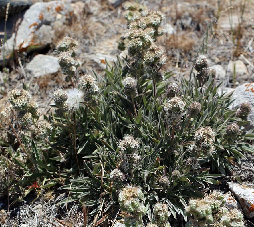 Phacelia cicutaria 8