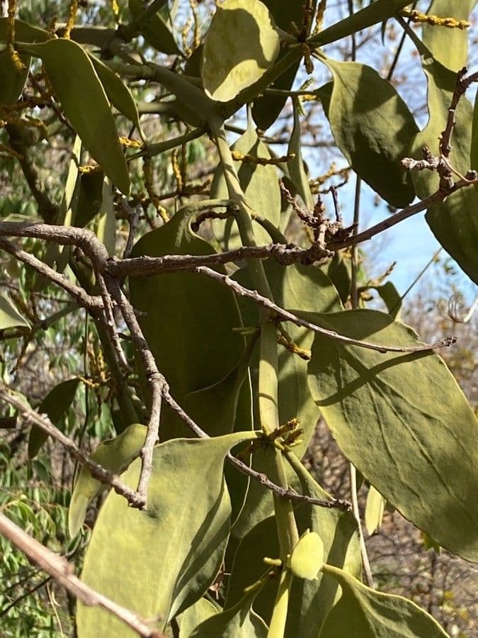 Phoradendron 4