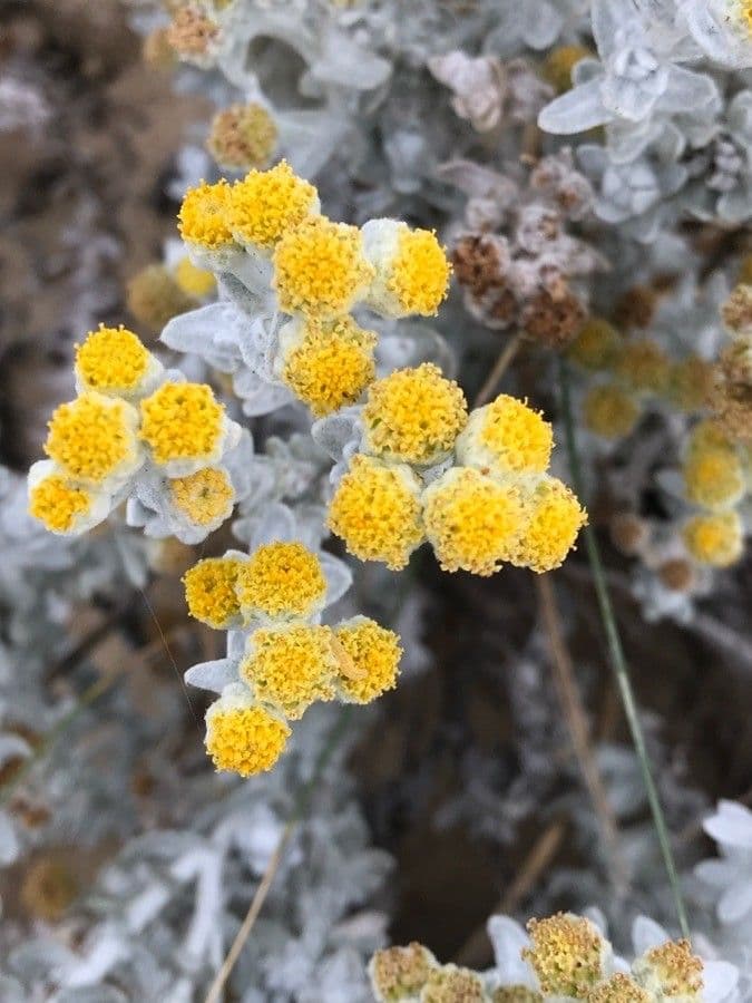 Achillea marittima 8
