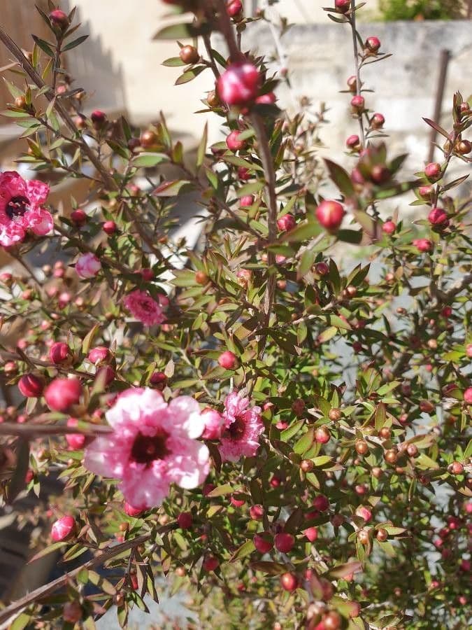 Manuka 27