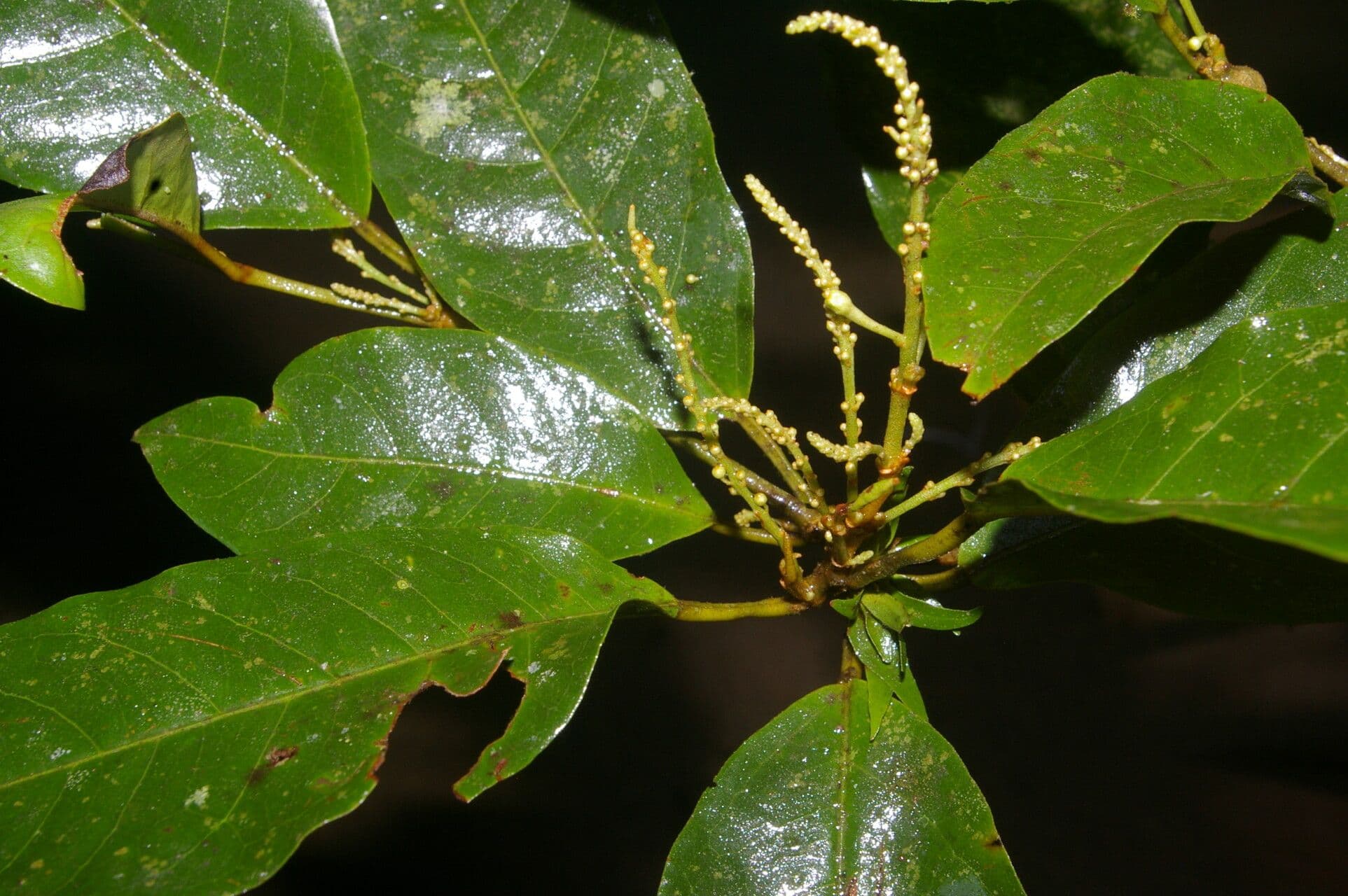 Croton 12