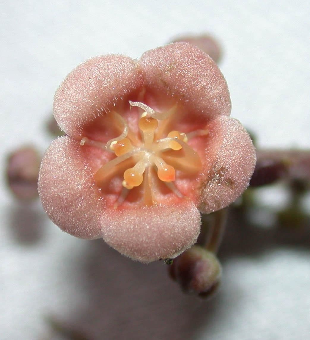 Fevillea cordifolia 3