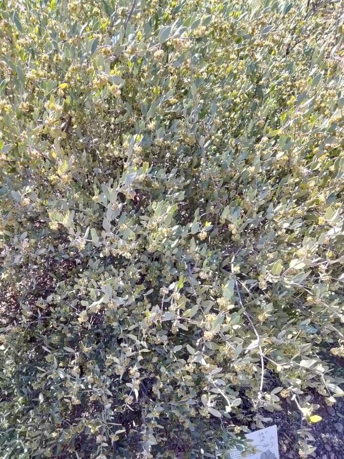 Jojoba 8