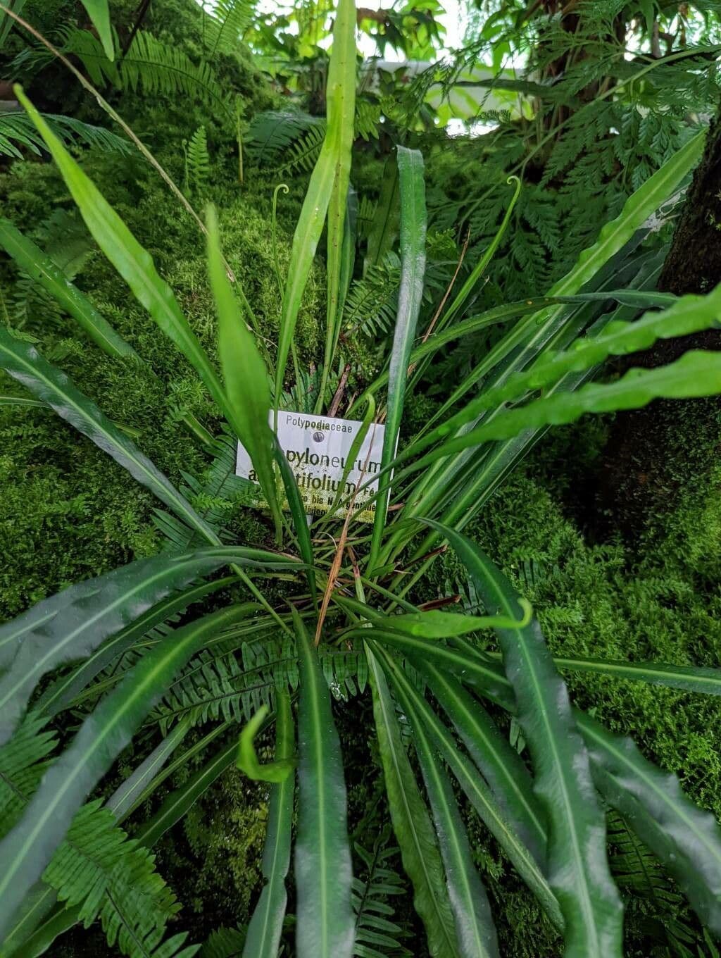 Campyloneurum 8