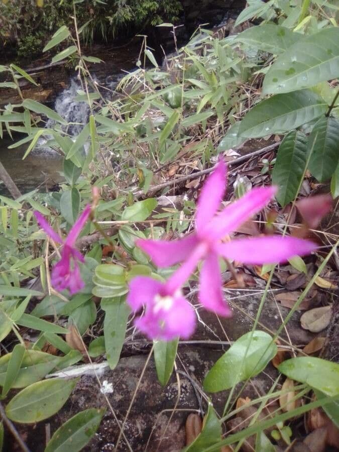 Epidendrum 4