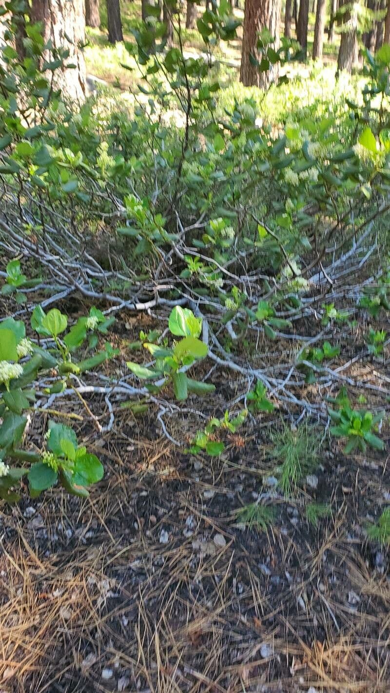 Ceanothus sametový 21