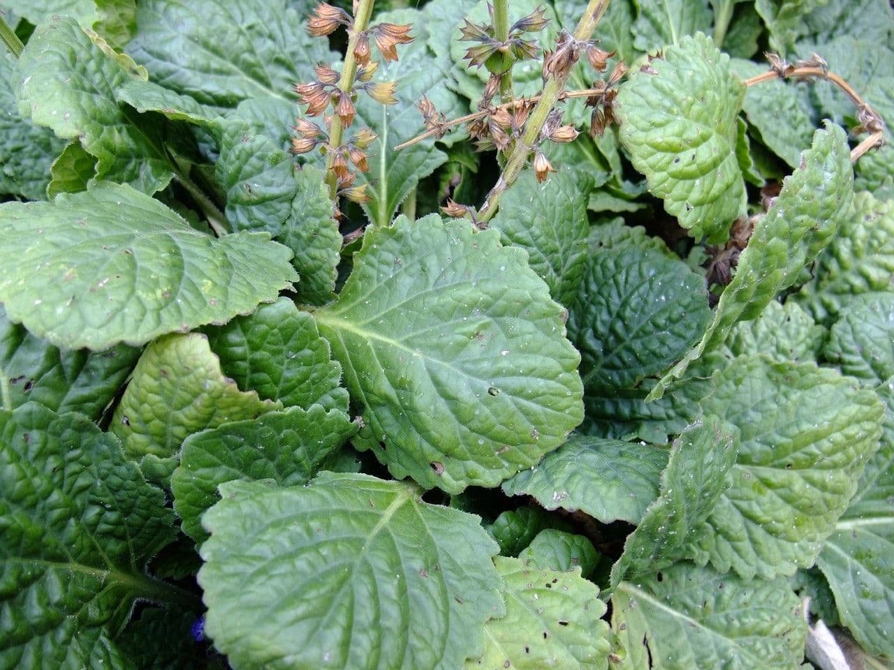 Erba gatta 3