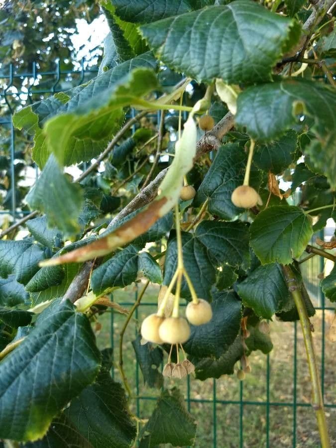 Sommer-Linde