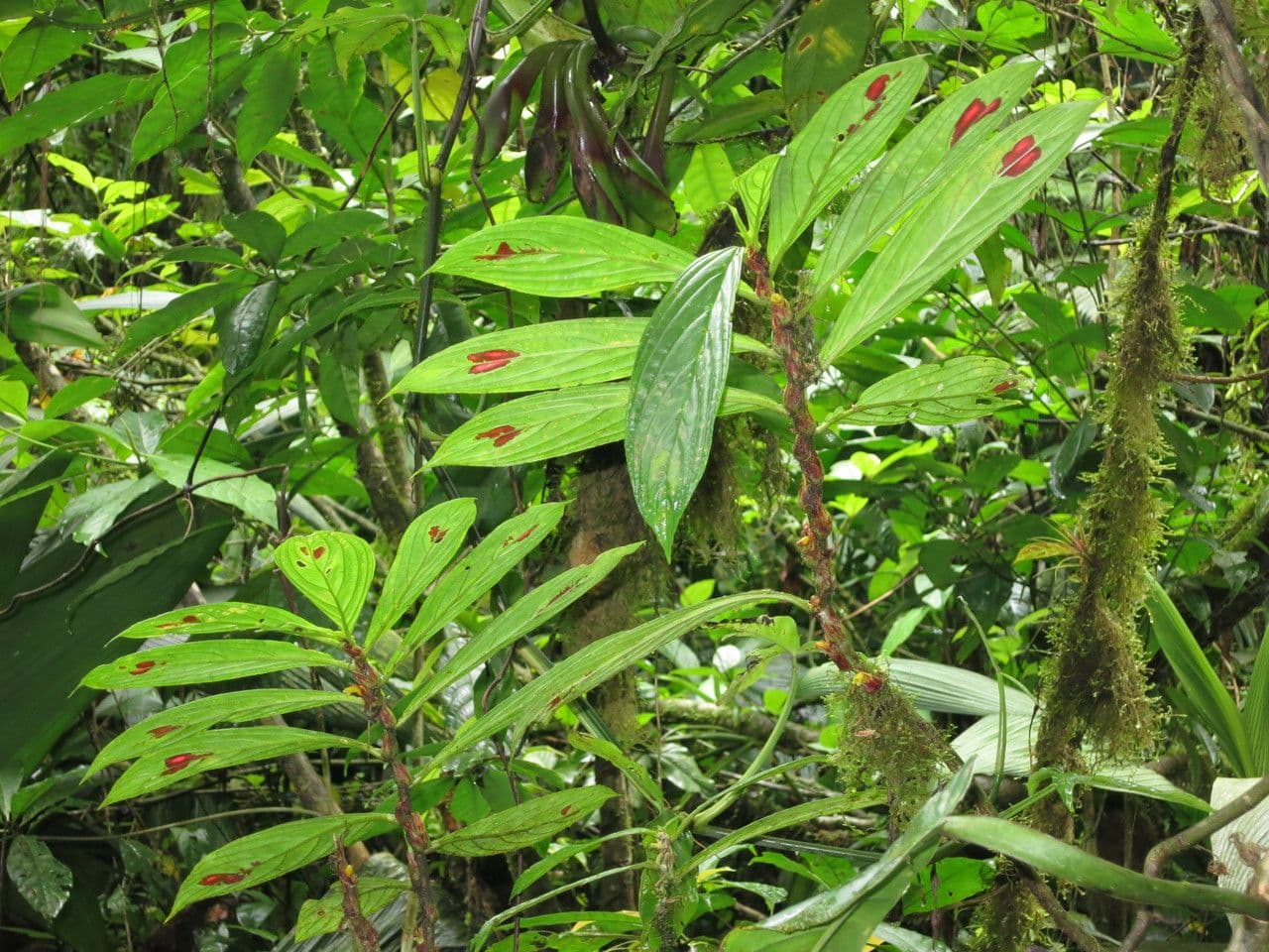 Columnea 16