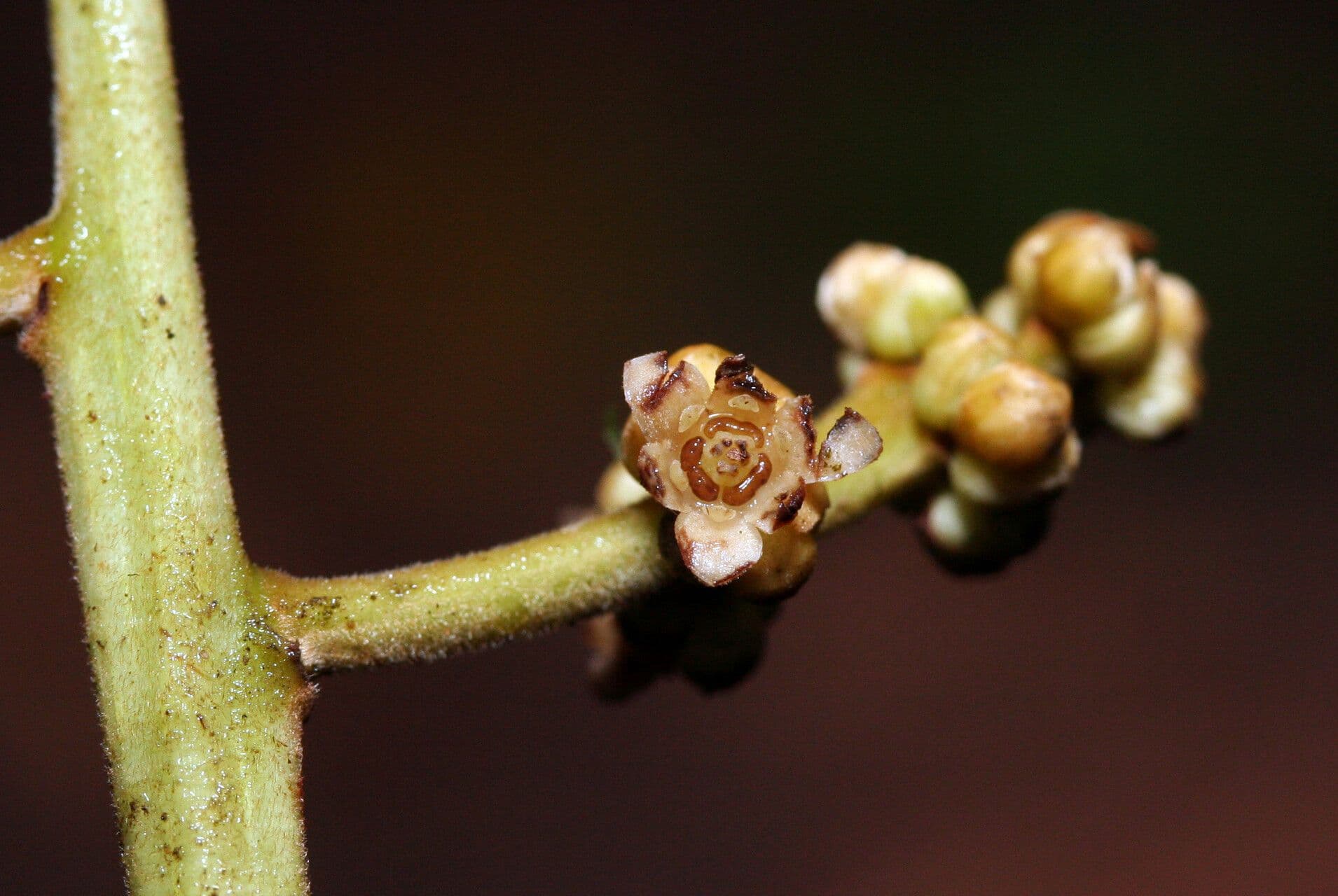 Ocotea glomerata 4