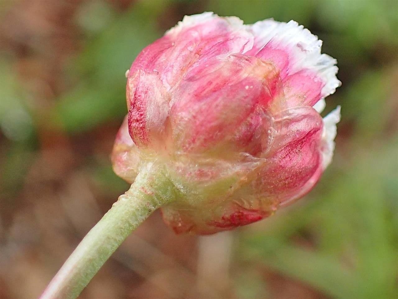 Armeria alpina 2