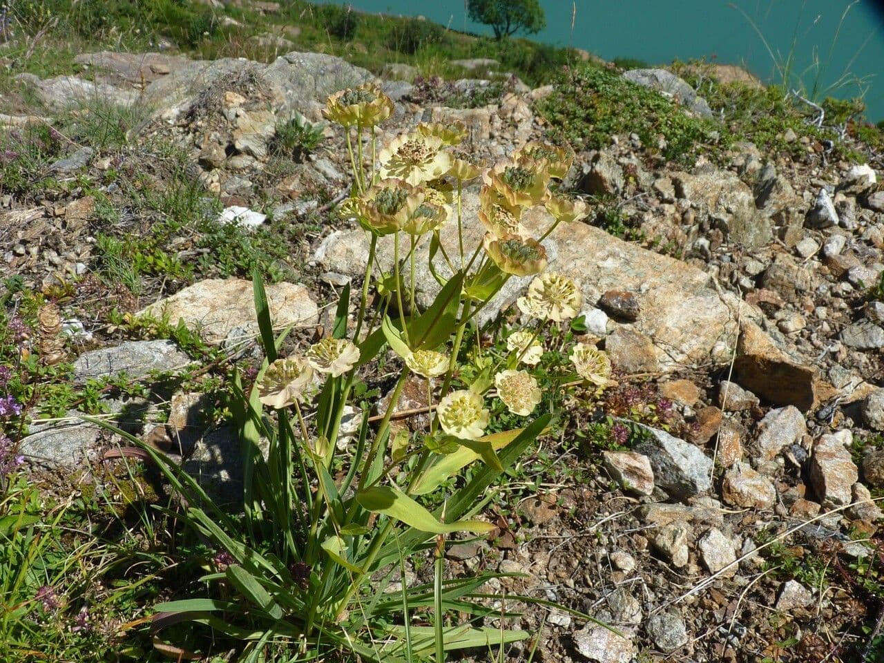 Bupleurum stellatum 25