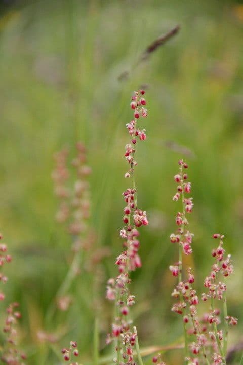 Acetosa 28