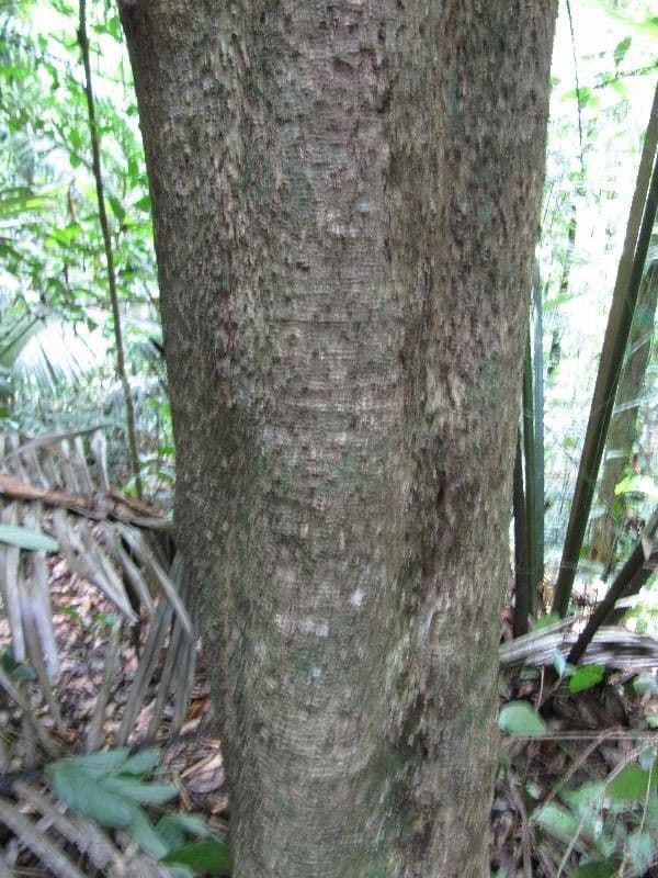 Ocotea 9