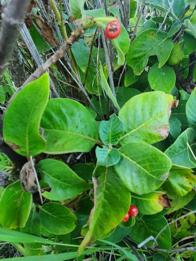 Psychotria 11
