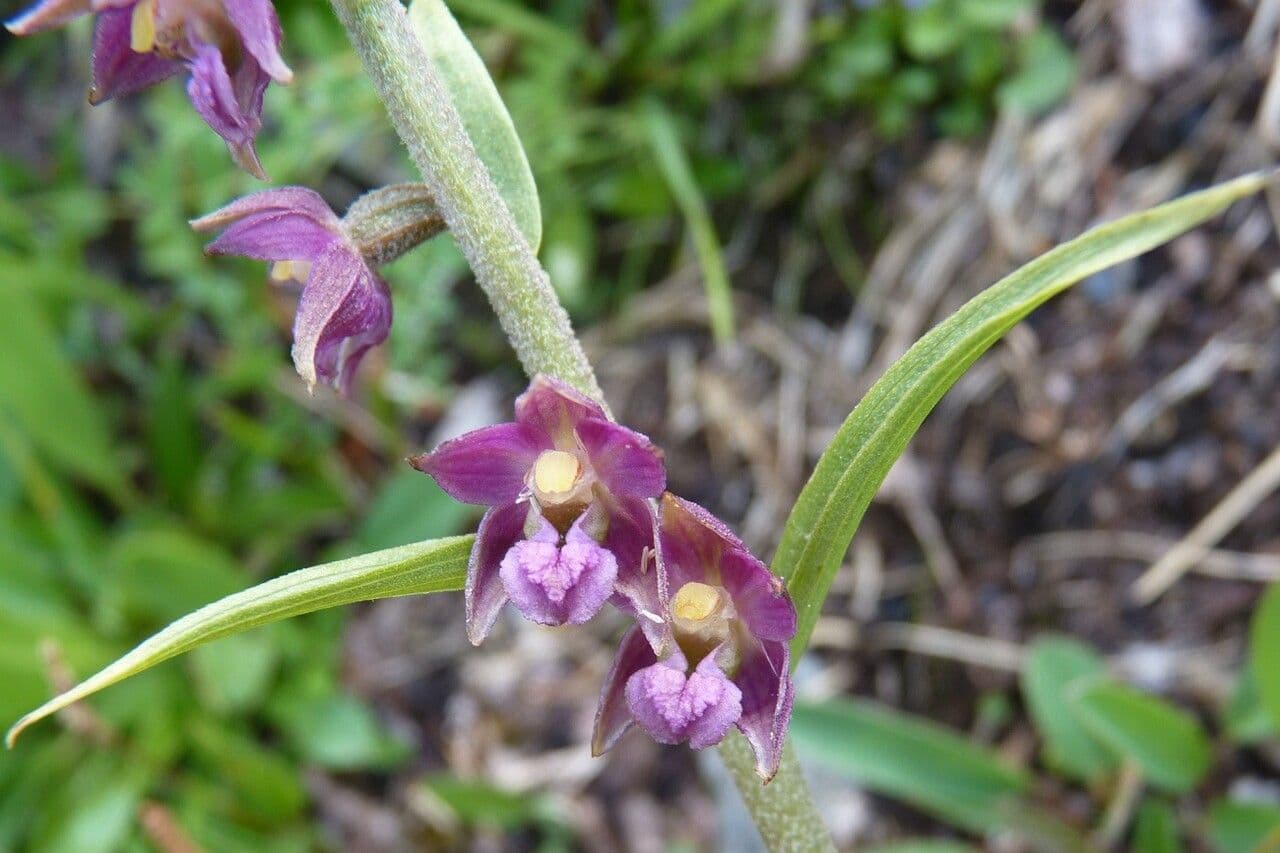 Elleborine violacea 21