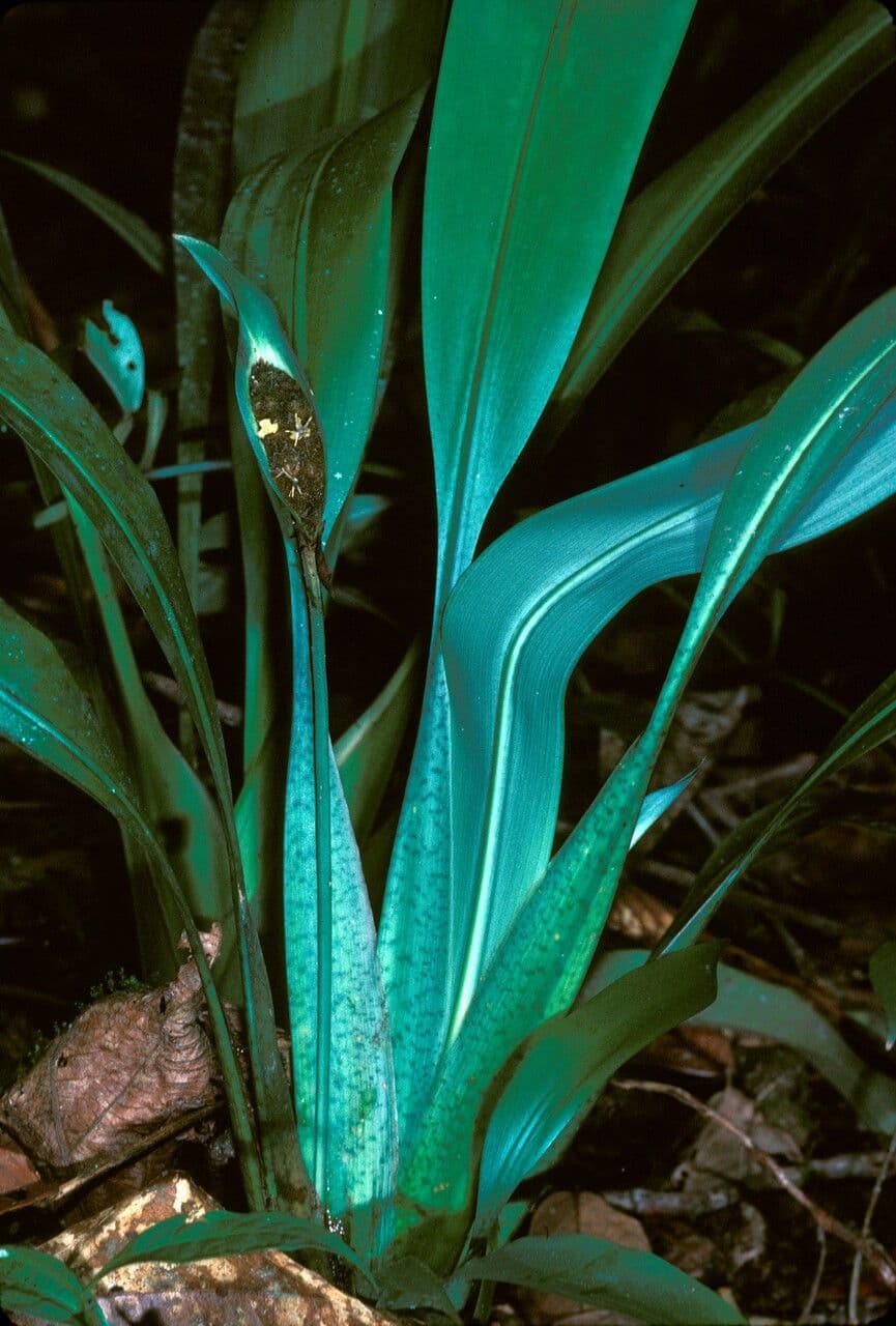 Spathanthus 4