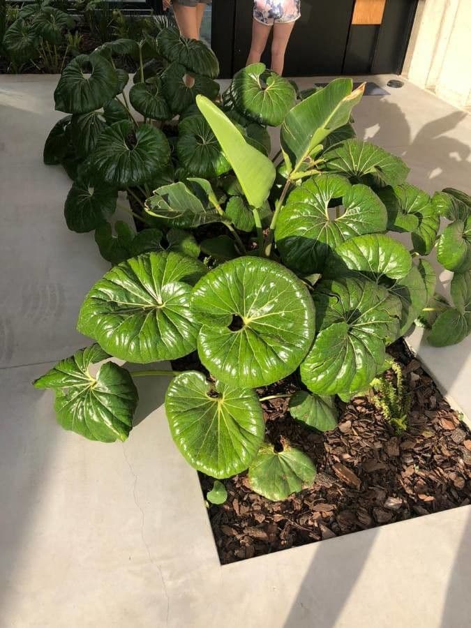 Léopardplant 22
