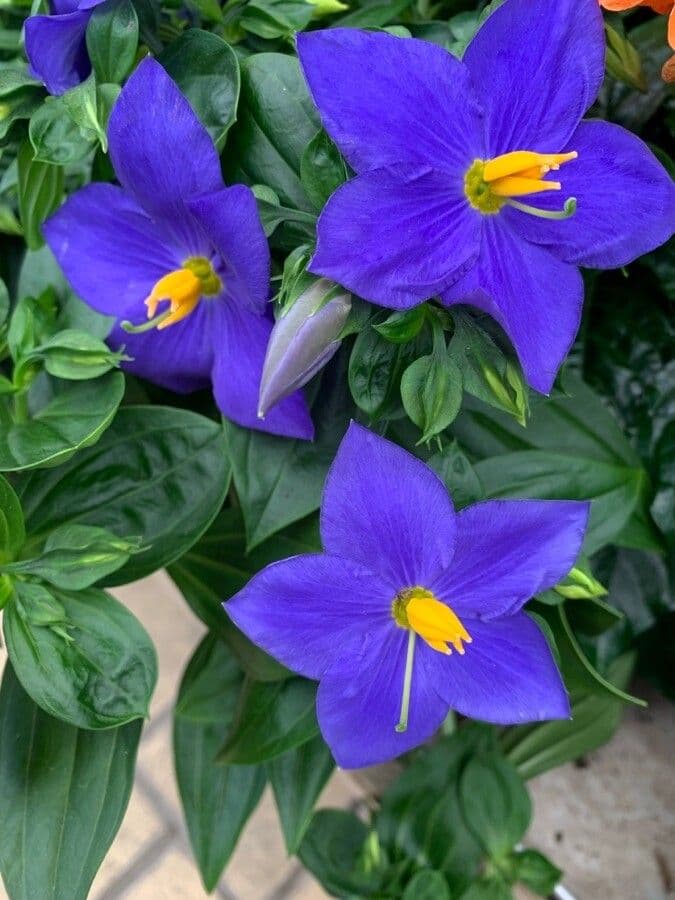 Exacum 5