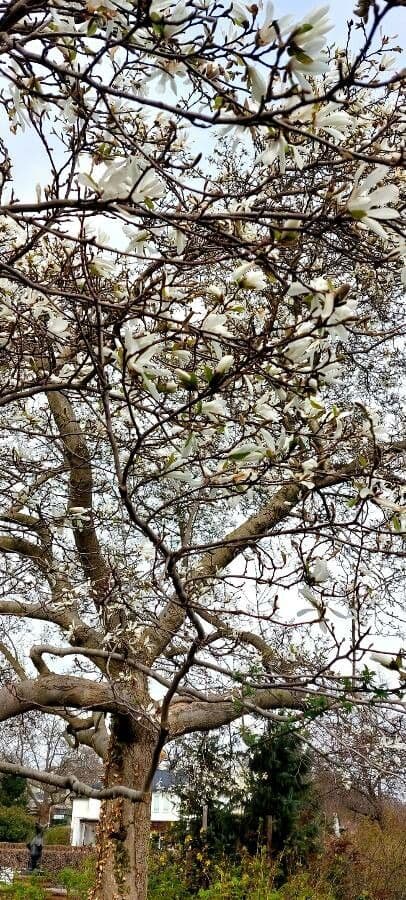 Magnolia stellata 13