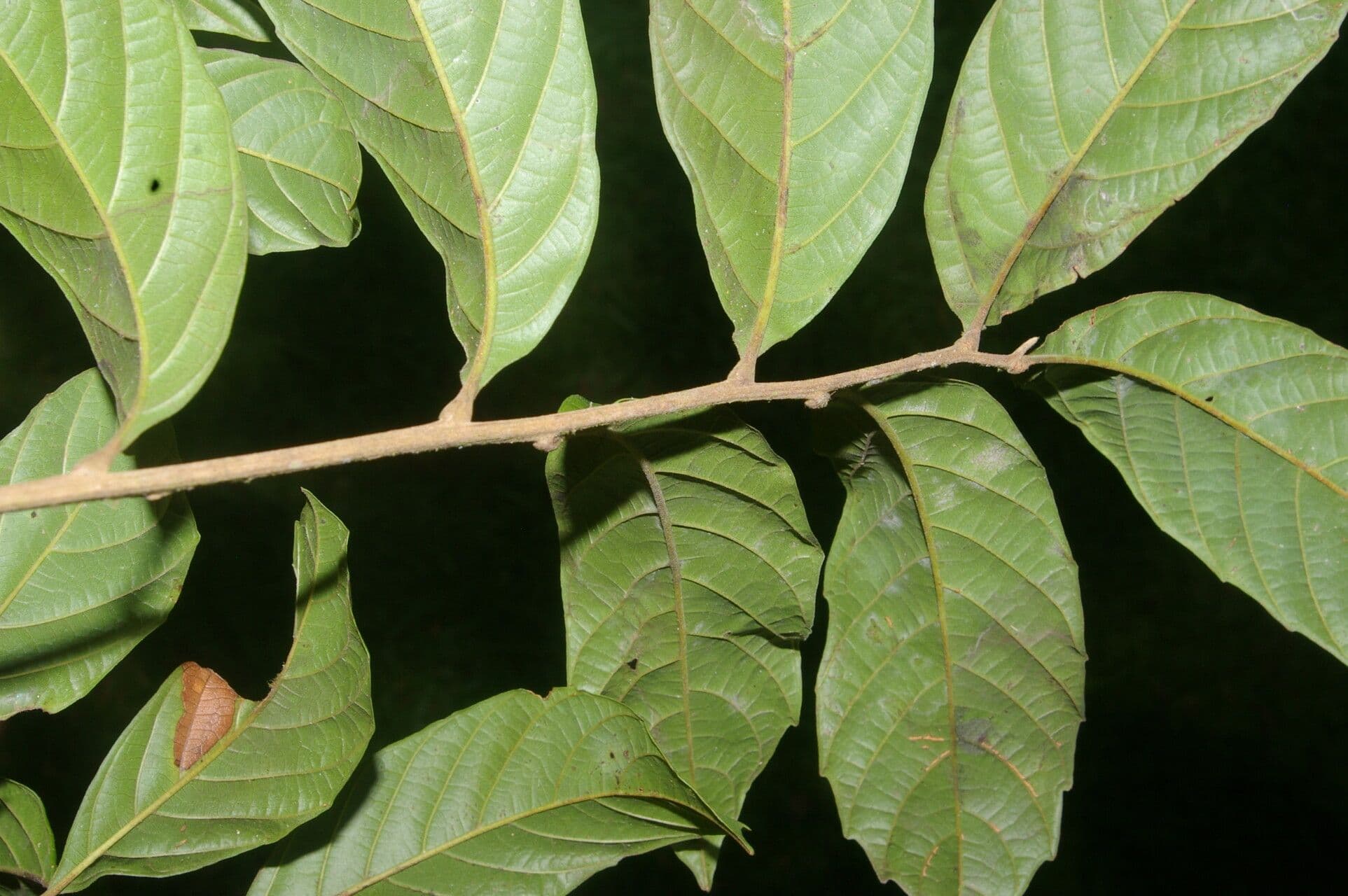 Cupania scrobiculata 5