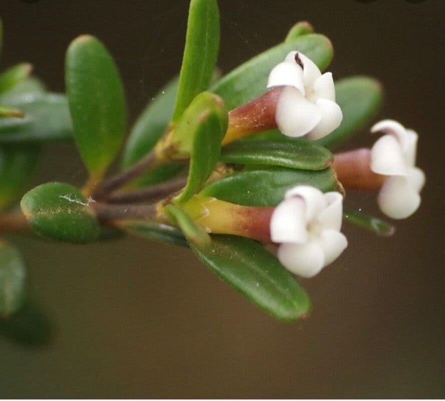 Alyxia kaalaensis