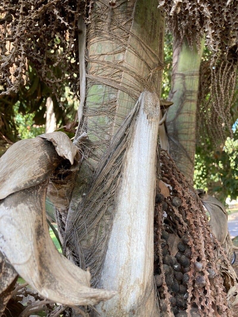 Palmier queue de poisson 25