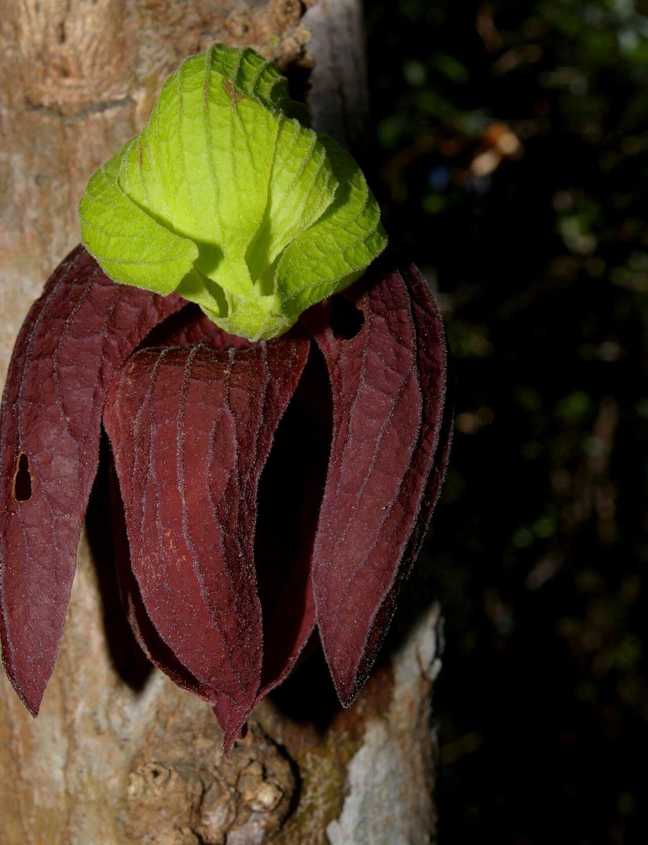 Sapranthus 7