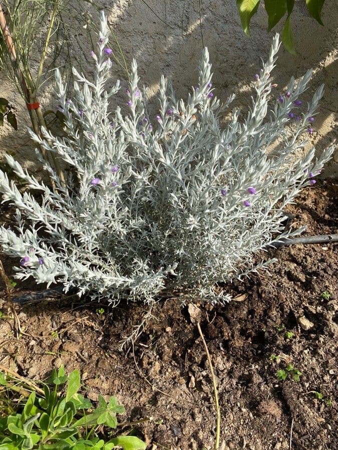 Eremophila 9