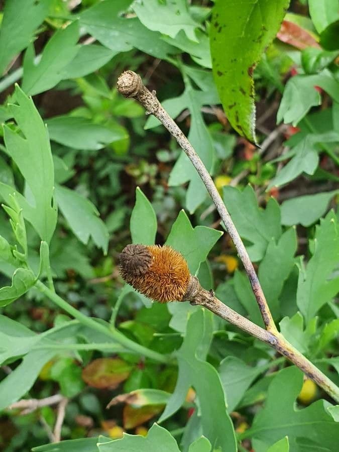 Romneya Coultera 19