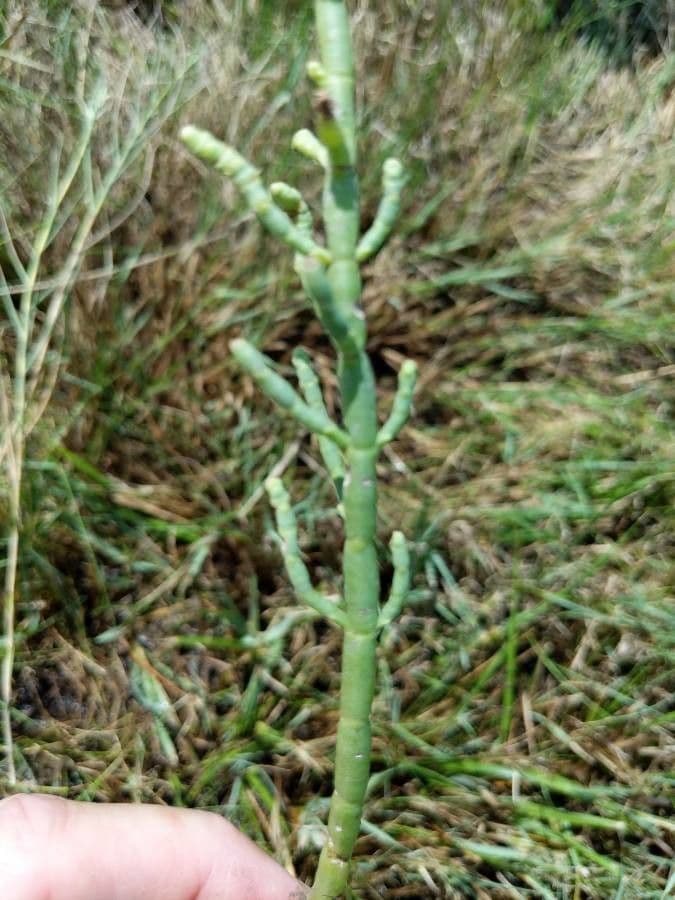 Salicornia 2
