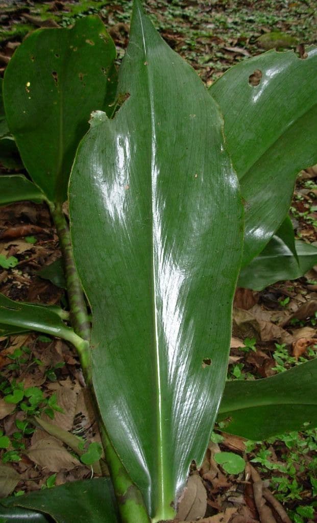 Costus 13