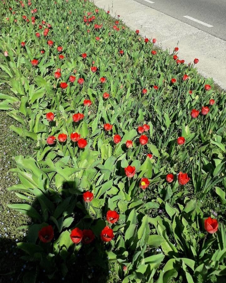 Tulipano di Gesner 15