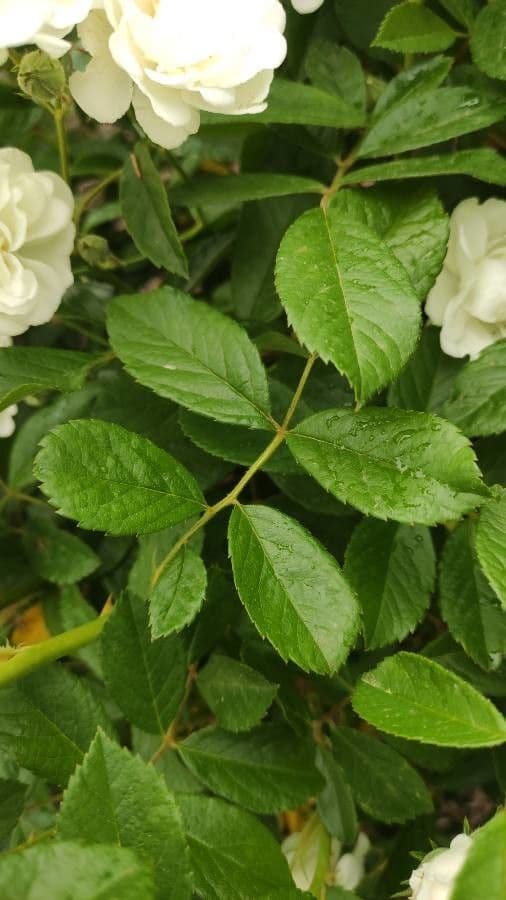 Moschus-Rose 16