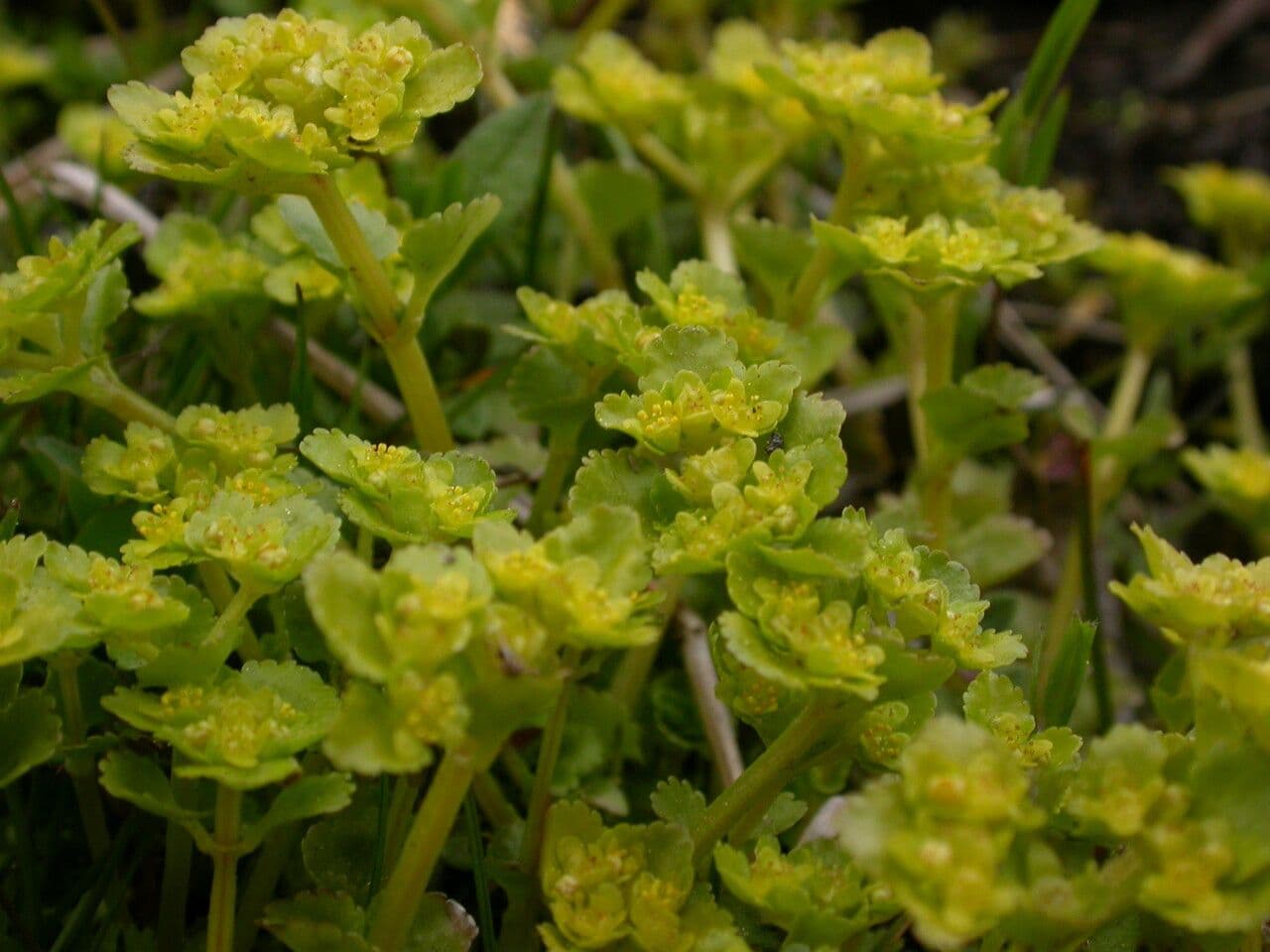 Chrysosplenium nepalense 5