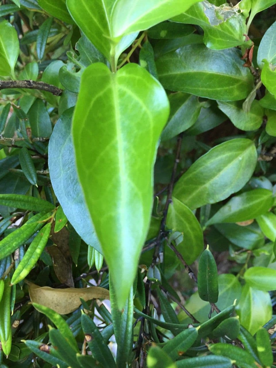 Griselinia 14